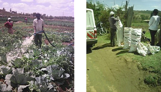 Left: 14-acre piece of land leased in Eldoret was sub-divided to support 40 members... Right: Members ready to sell their potato produce in Narok County.