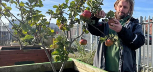A man taking an apple from an apple tree in an urban allotment garden.