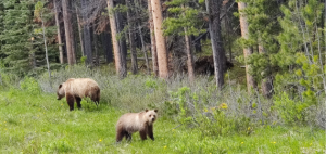 Two young brown bears standing at the edge of a forest.