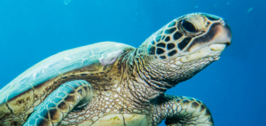 Endangered sea turtles rescued and rehabilitated