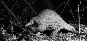 A black and white image of a giant pangolin walking along the forest floor. Photograph Credit: The Guardian/Will Burrard-Lucas/Pangolin Project