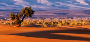 Sahara circular gardens stop desertification